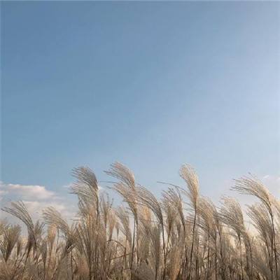 水稻起源于中国又添新证据